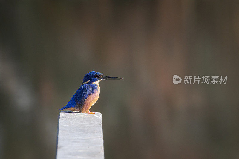 蔚蓝翠鸟(Alcedo azurea)